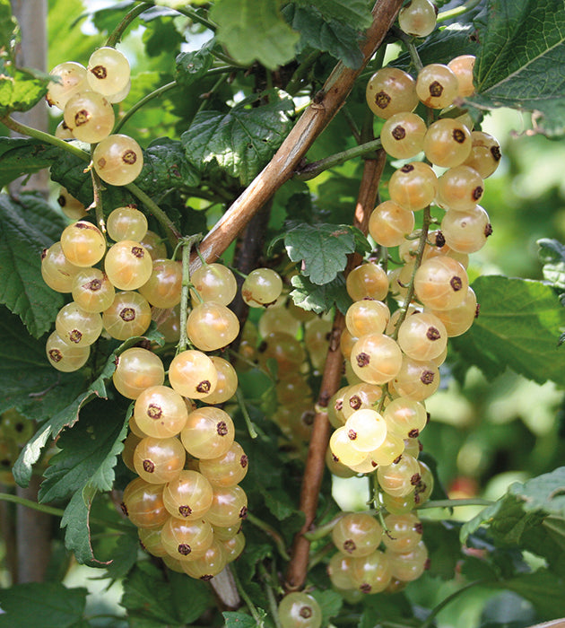 1 kpl Valkoherukka 'Blanchette'
