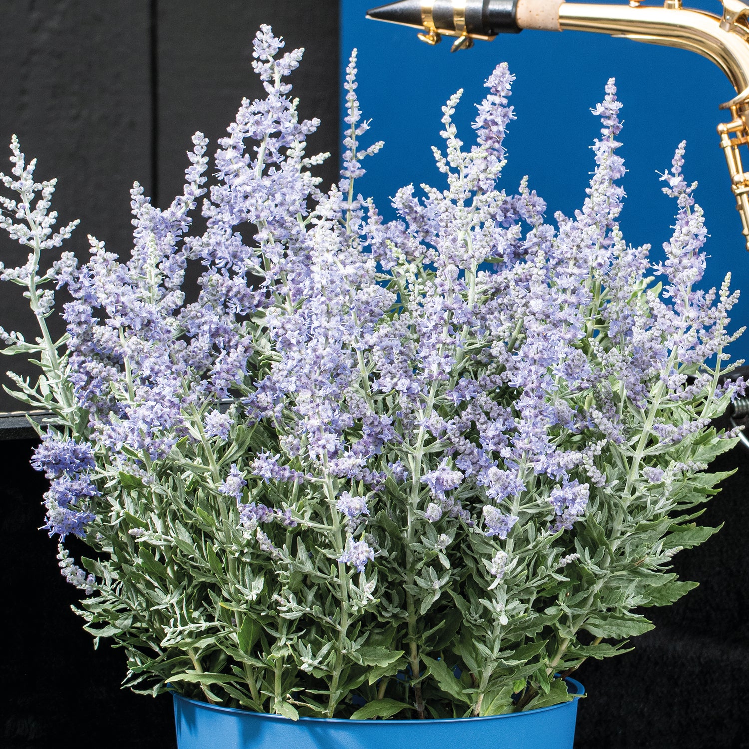 5 kpl Sulkapiiska 'Bluesette'