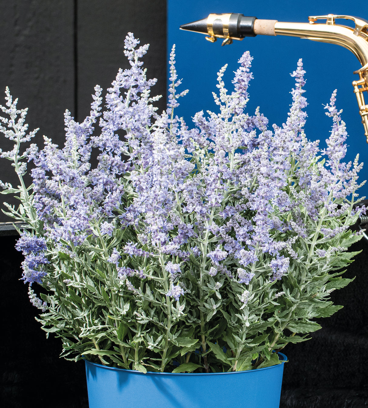 5 kpl Sulkapiiska 'Bluesette'
