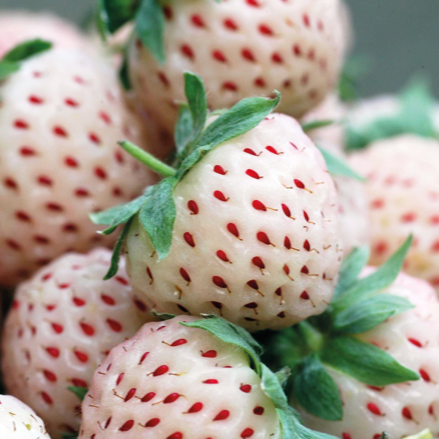 Mansikka ’Pineberry’ 3 kpl
