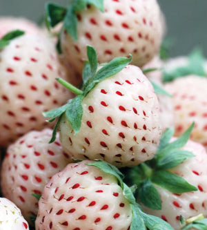 Mansikka ’Pineberry’ 3 kpl