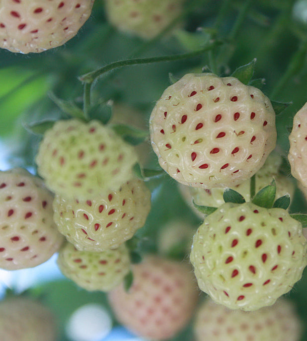 Mansikka ’Pineberry’ 3 kpl