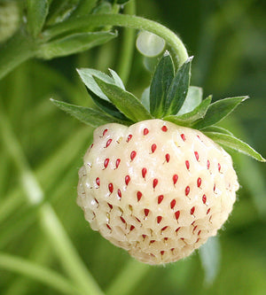 Mansikka ’Pineberry’ 3 kpl