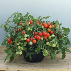 Amppelitomaatti ’Cherry Falls’ 4 kpl