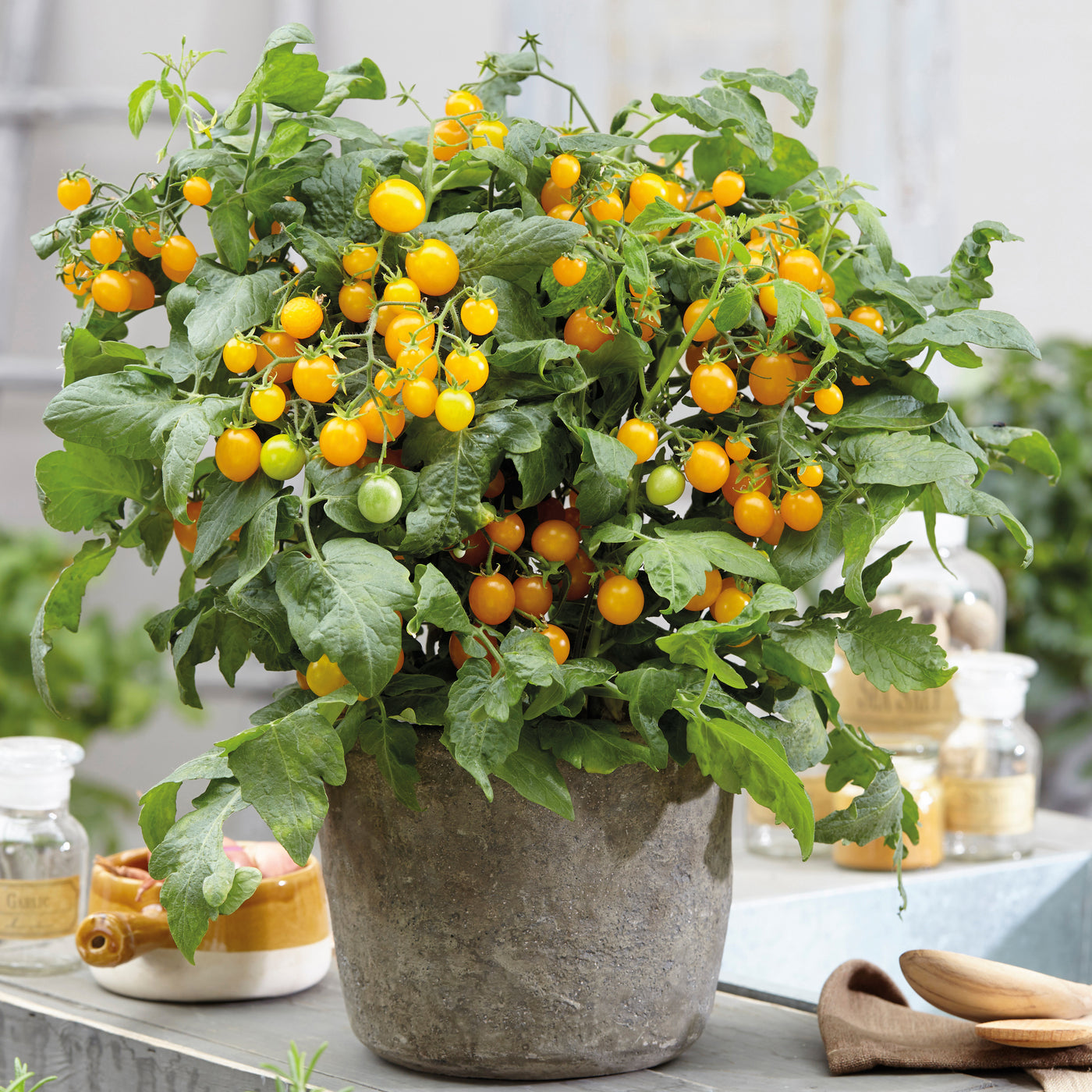 4 kpl Patiotomaatti ’Balconi Yellow’