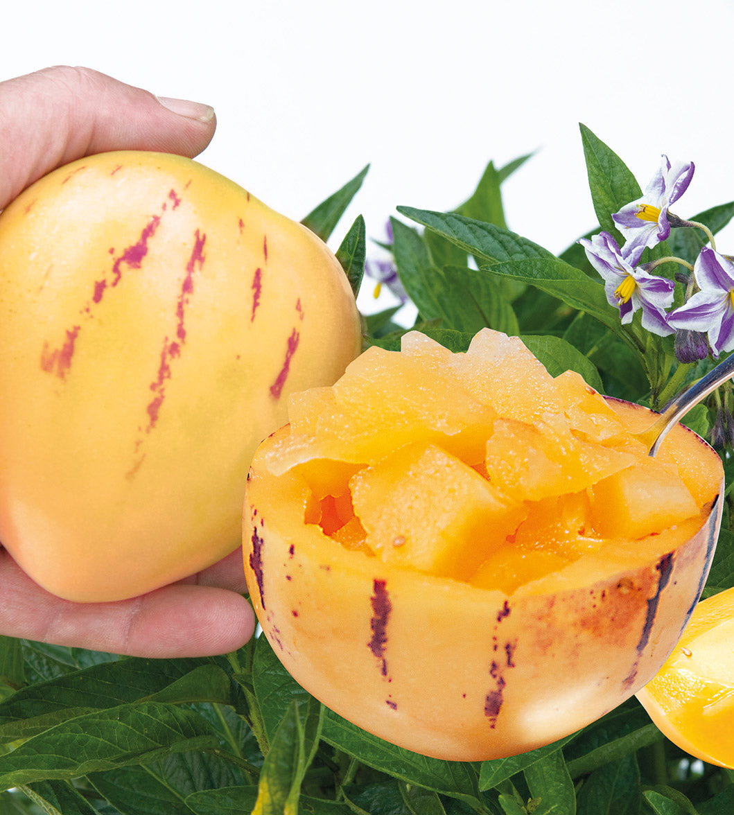 3 kpl Päärynämeloni 'Pepino Gold'