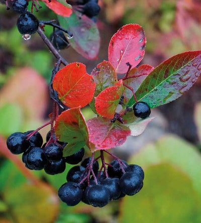 10 kpl Marja-aronia 'Viking'