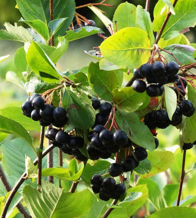 20 kpl Marja-aronia 'Viking'