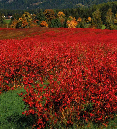 10 kpl Marja-aronia 'Viking'