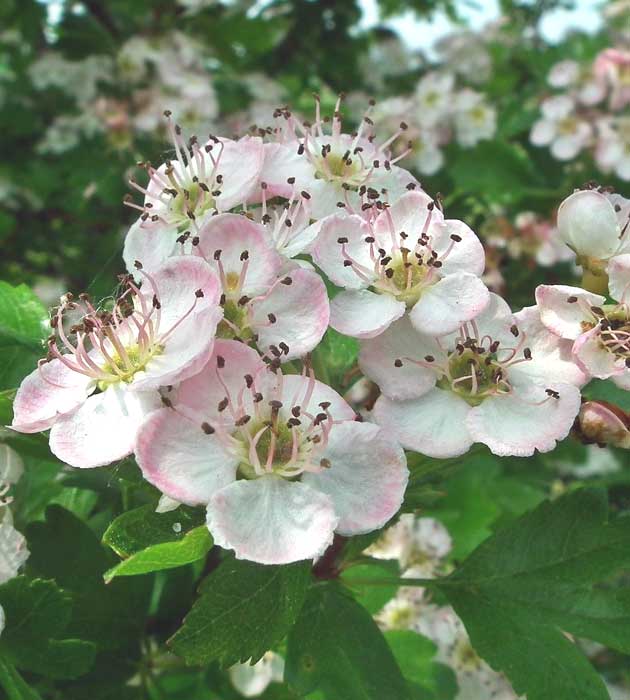 10 kpl Marja-aronia 'Viking'