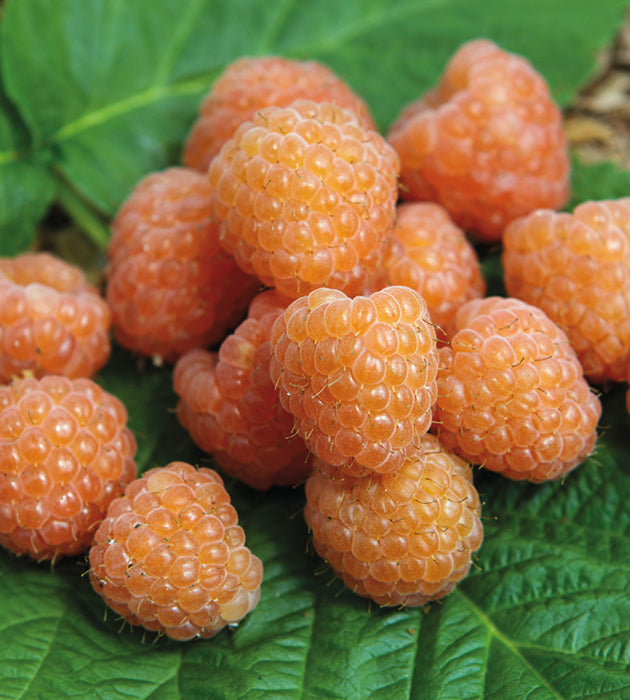 Vadelma ’Valentina Orange’ – Puutarha.com