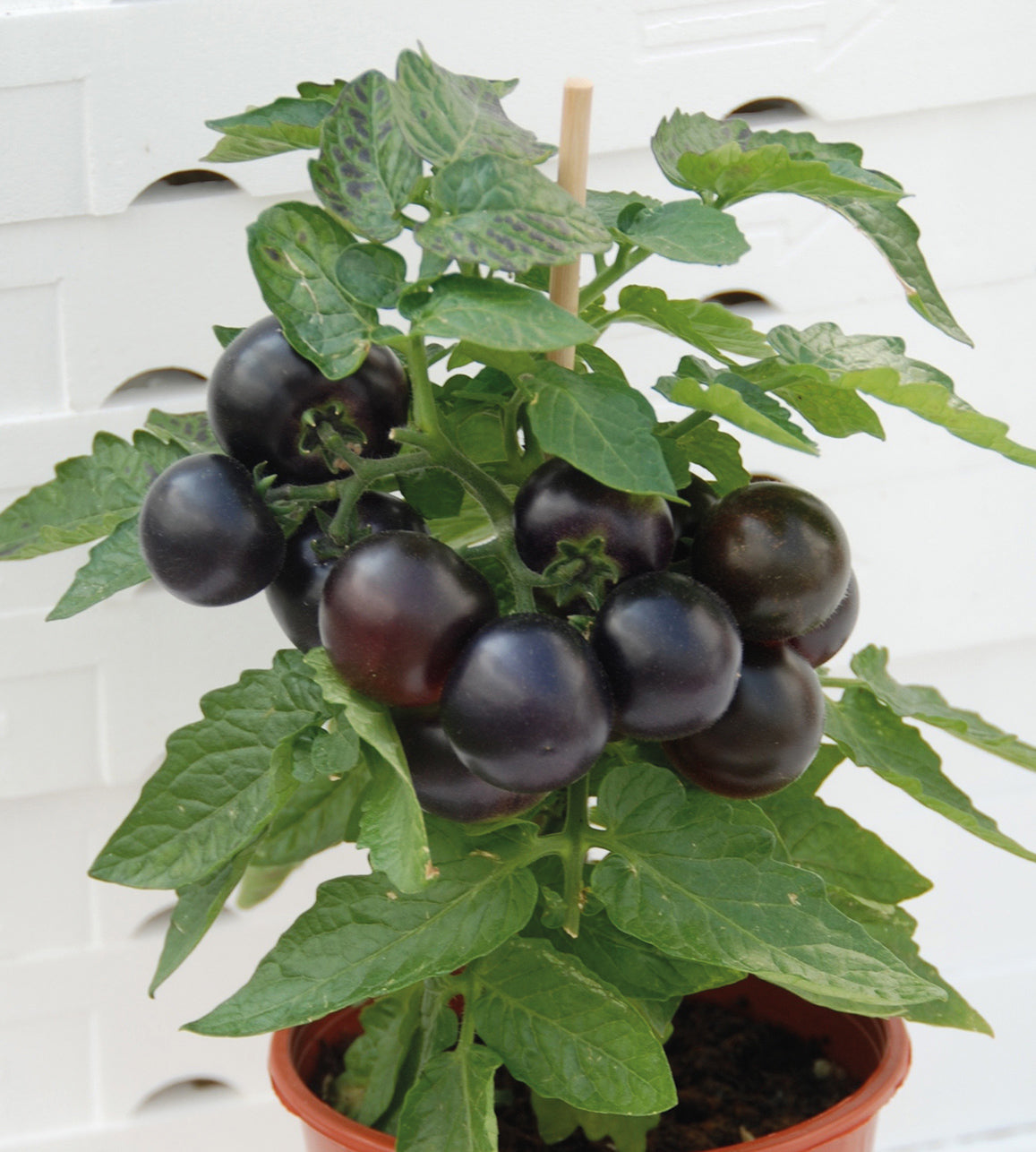 3 kpl Ruukkutomaatti 'Purpleboy'
