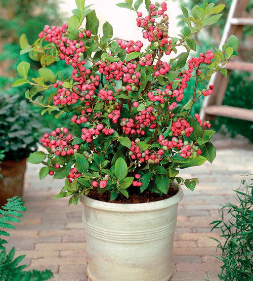 1 kpl Pensasmustikka 'Pink Lemonade'