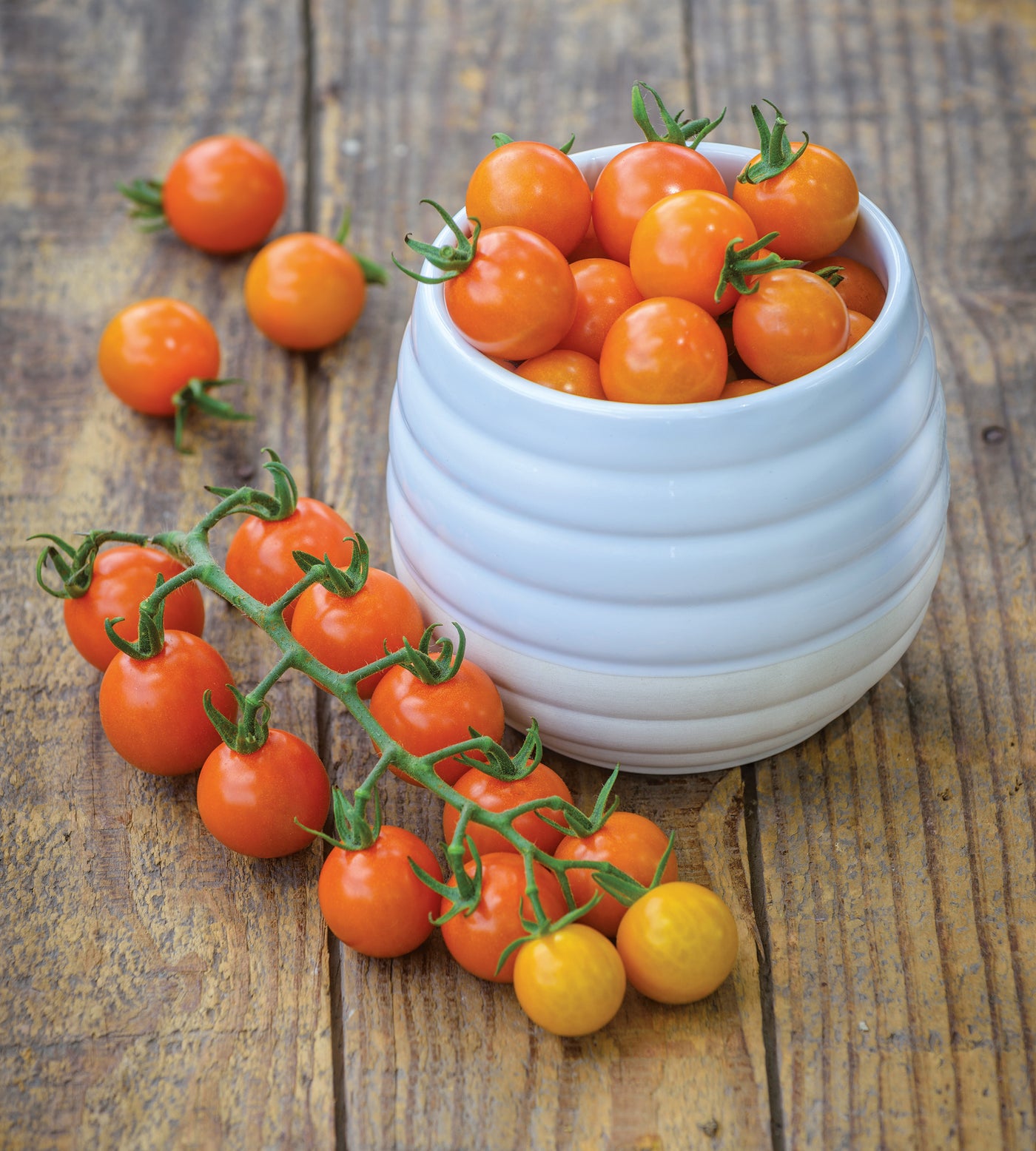 3 kpl Tomaattilajitelma ’Trilly´s Family’