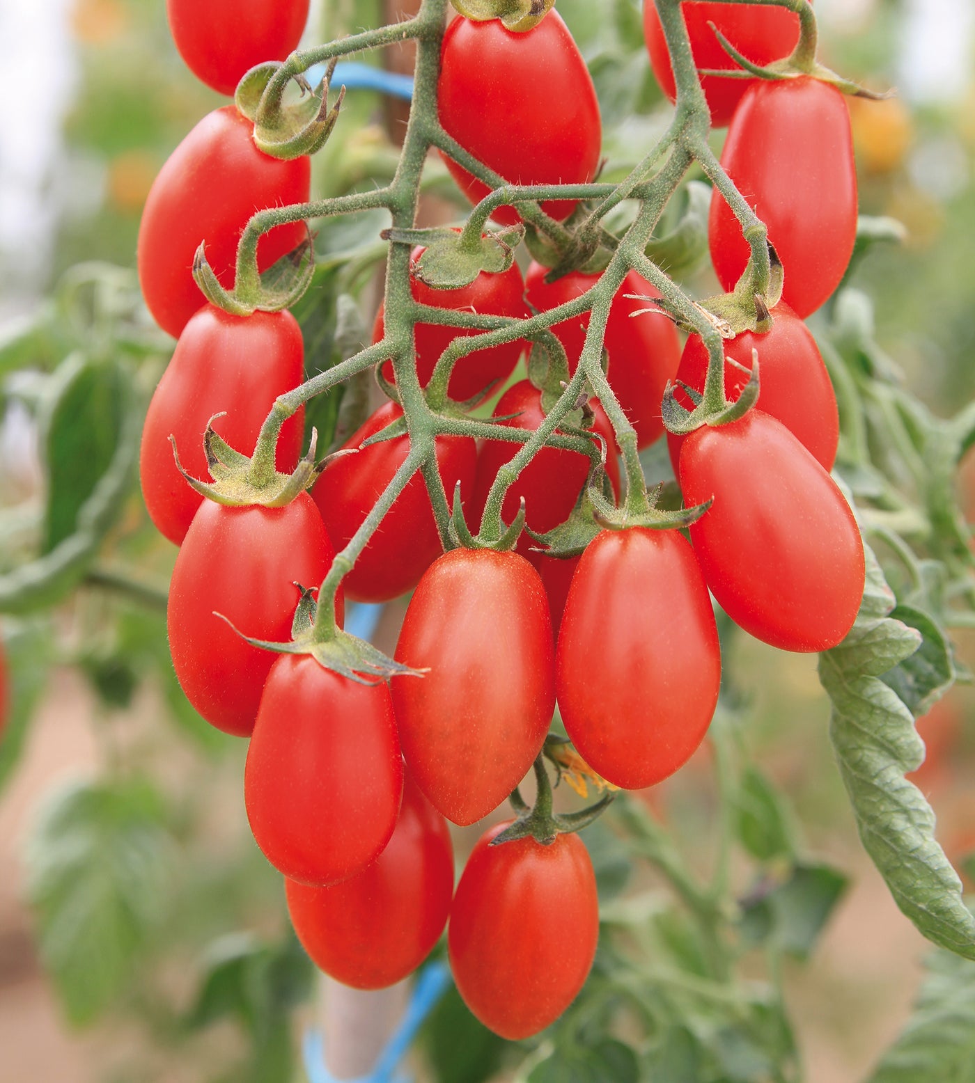 3 kpl Tomaattilajitelma ’Trilly´s Family’