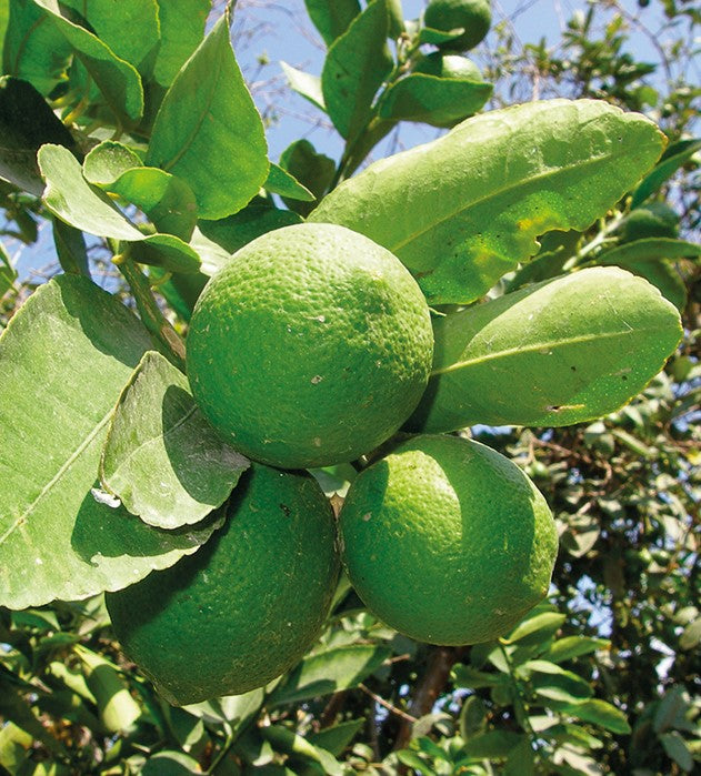 1 kpl Limetti