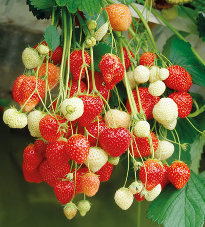 6 kpl Amppelimansikka