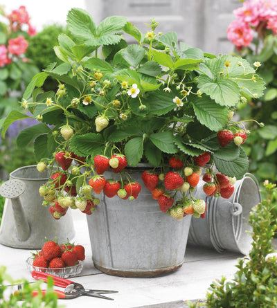 6 kpl Amppelimansikka