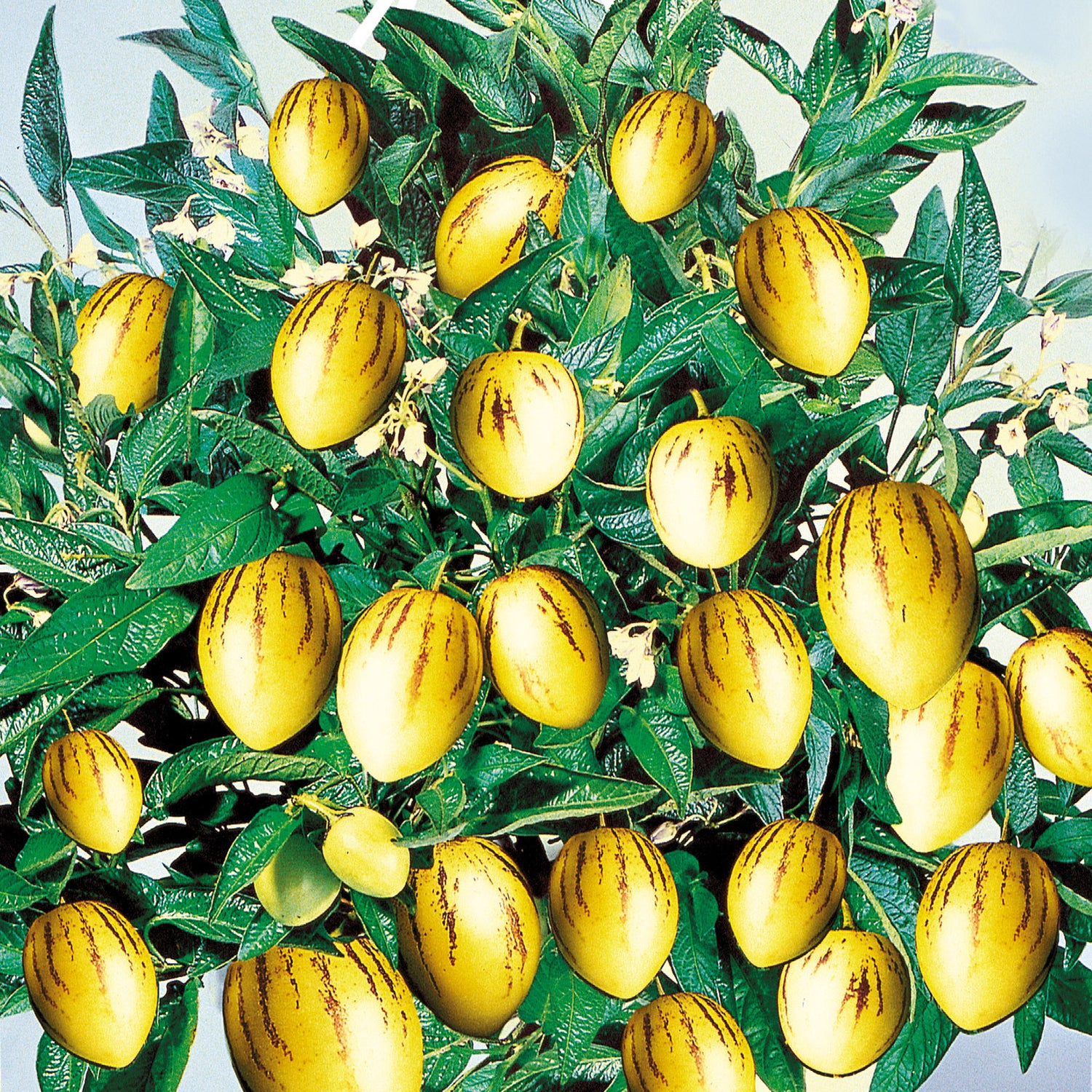 Päärynämeloni 'Pepino Gold' 3 kpl