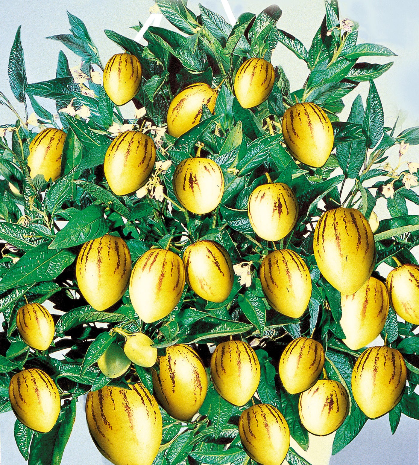 3 kpl Päärynämeloni 'Pepino Gold'