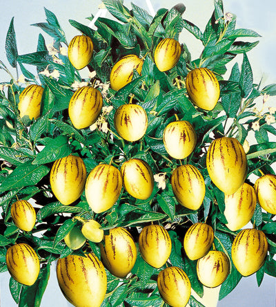 3 kpl Päärynämeloni 'Pepino Gold'