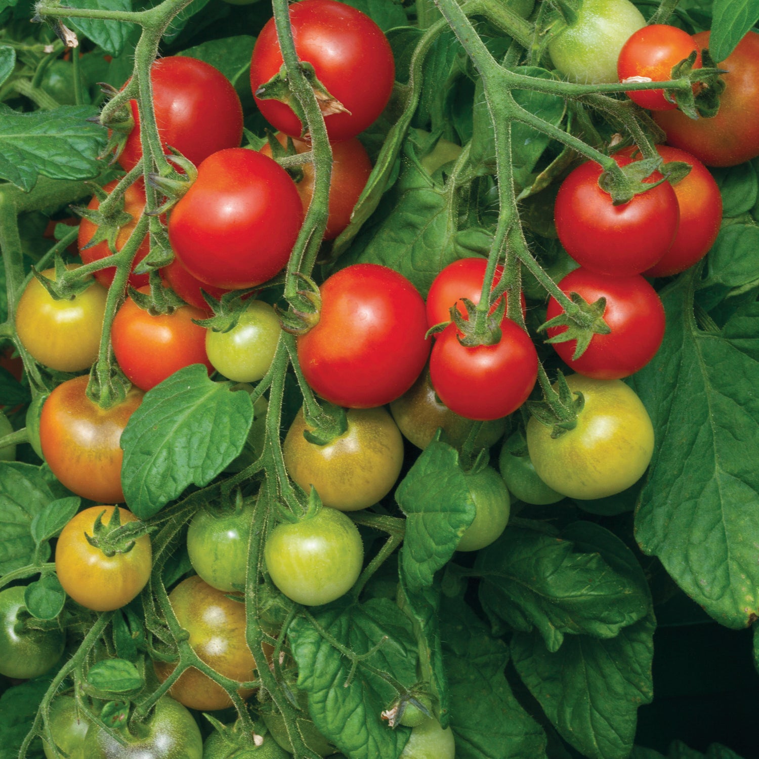 Amppelitomaatti ’Cherry Falls’ 4 kpl