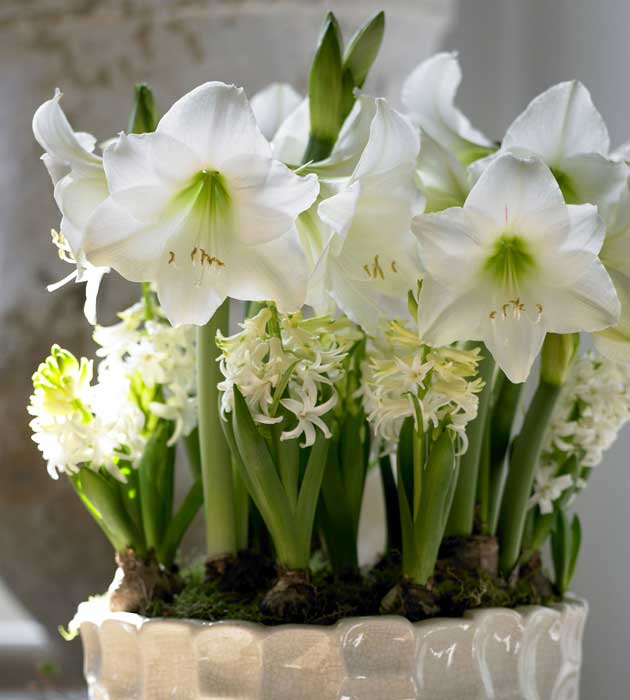 1 kpl Amaryllis Siberia