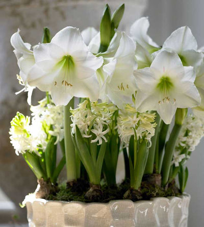 1 kpl Amaryllis Siberia