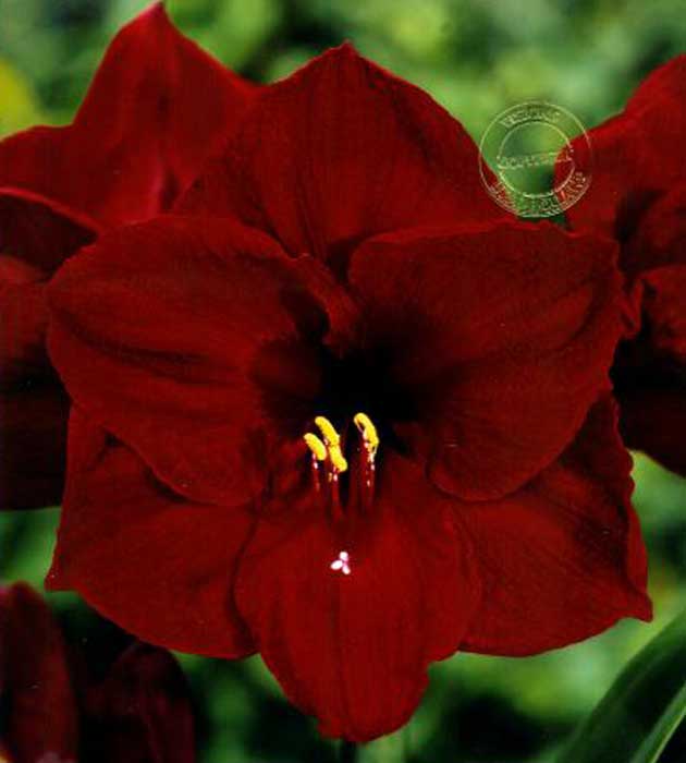 1 kpl Amaryllis Barbosa