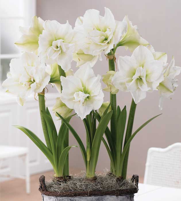 3 kpl Amaryllis Alfresco