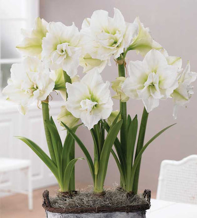 5 kpl Amaryllis Alfresco