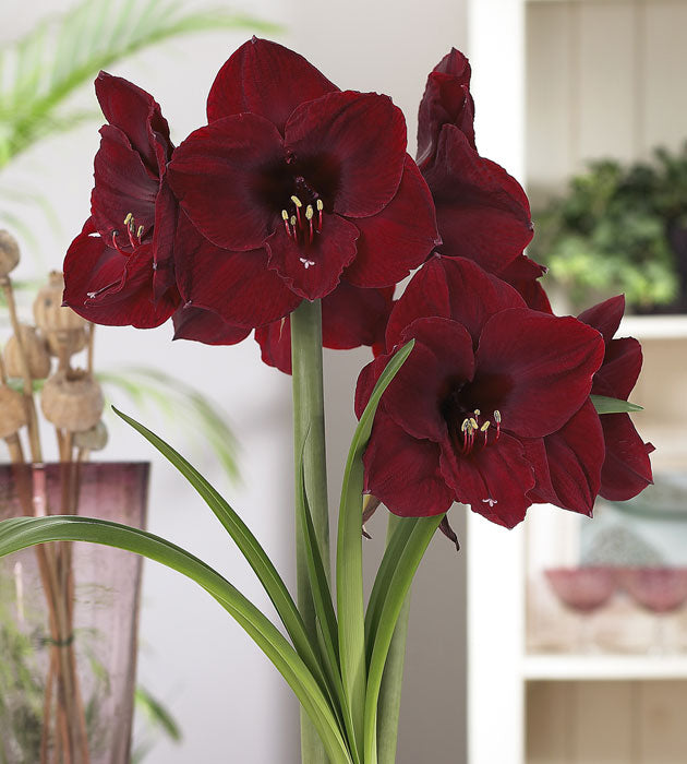 1 kpl Amaryllis Barbosa