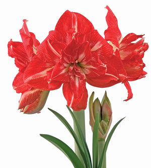 1 kpl Amaryllis Rock'n Roll