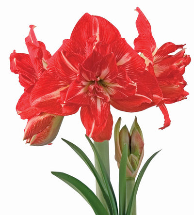 1 kpl Amaryllis Rock'n Roll