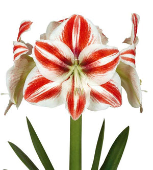 1 kpl Amaryllis Superstar