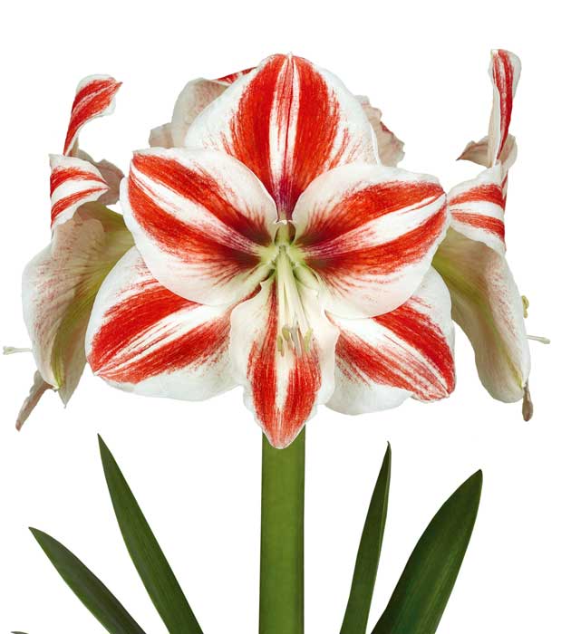 3 kpl Amaryllis Superstar