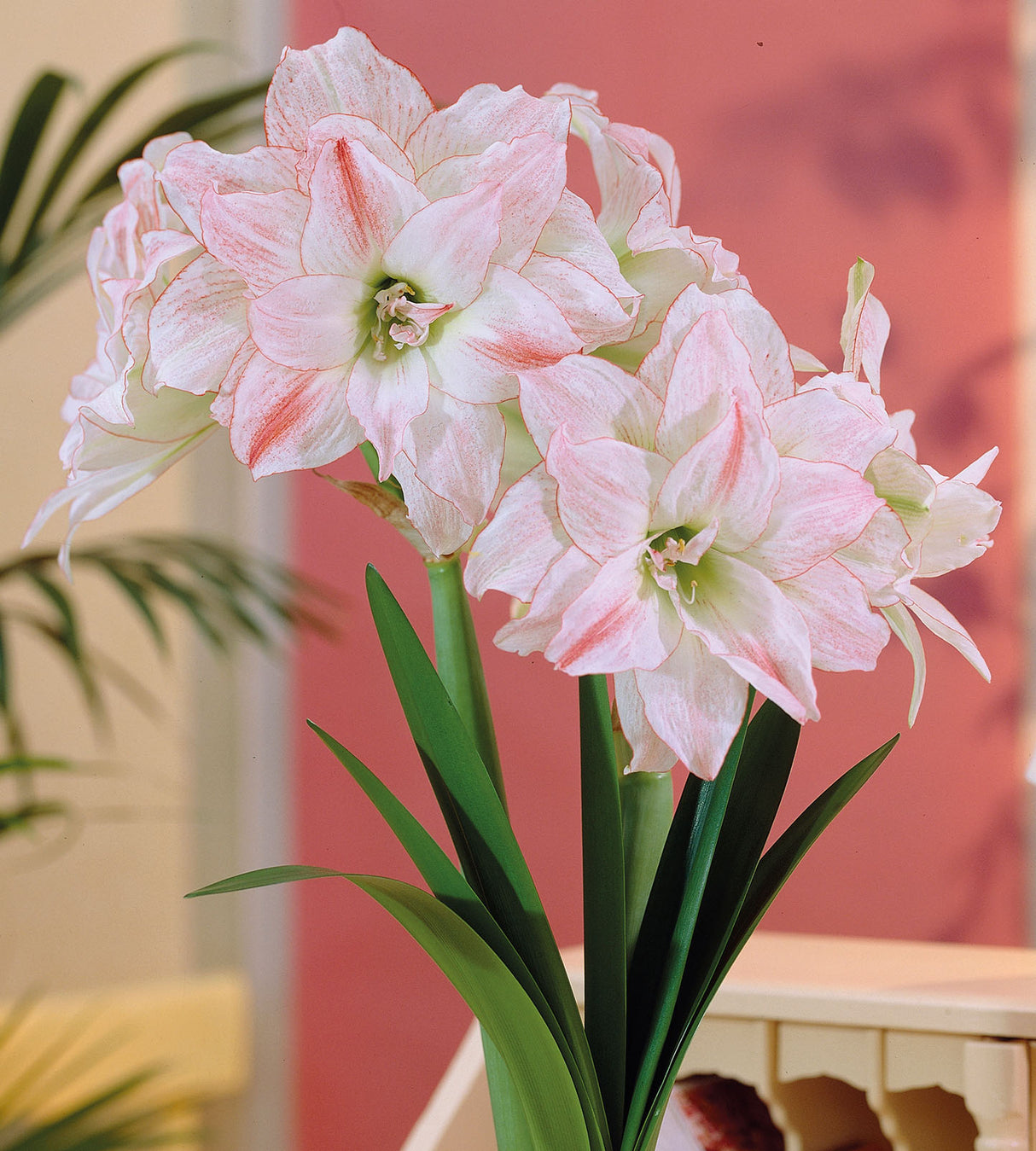 3 kpl Amaryllis First Love
