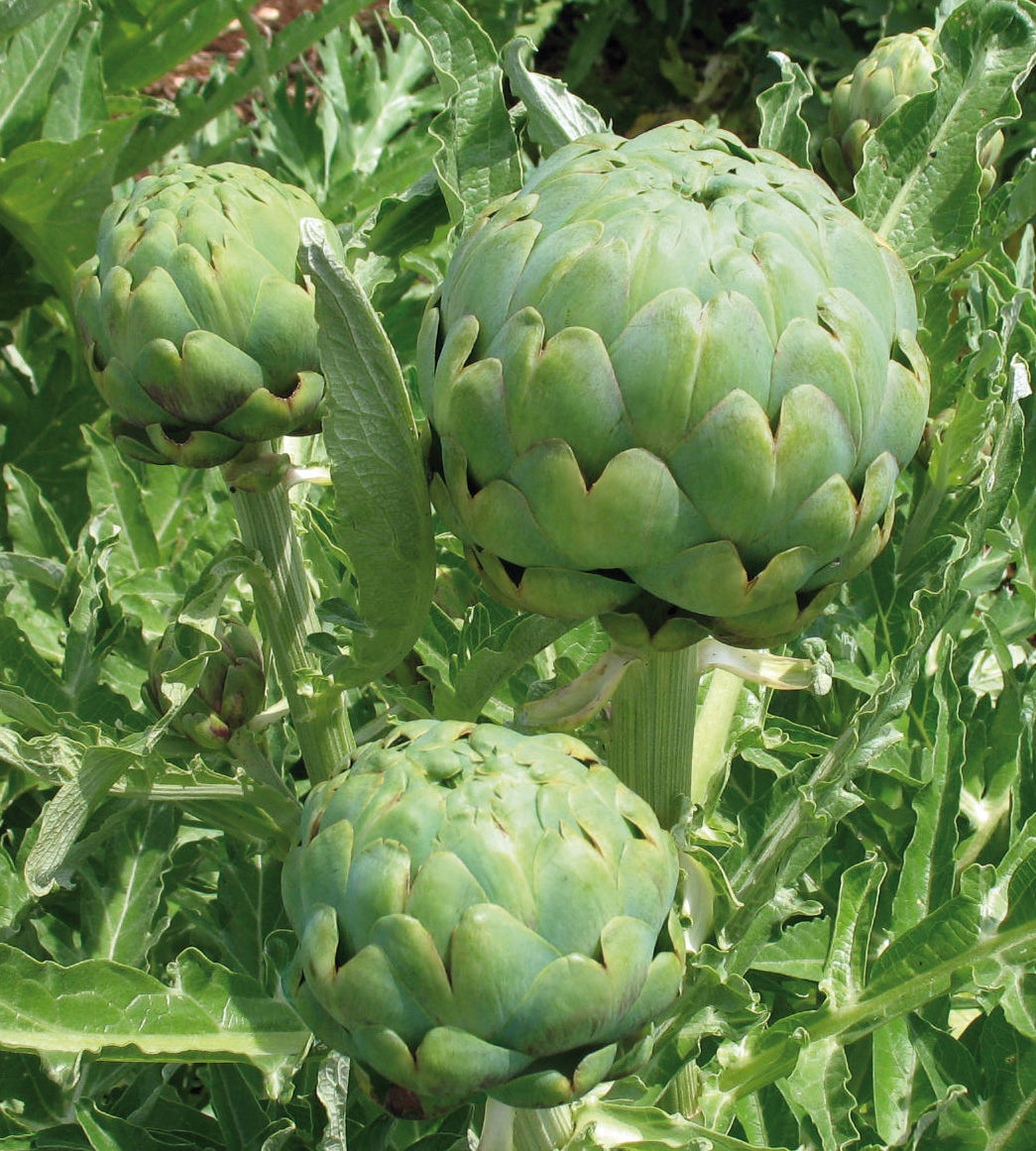 3 kpl Latva-artisokka ’Imperial Star’