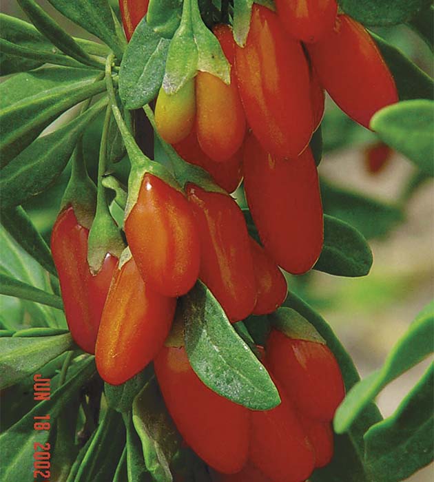 1 kpl Goji-marja