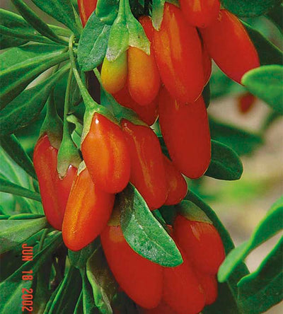 1 kpl Goji-marja