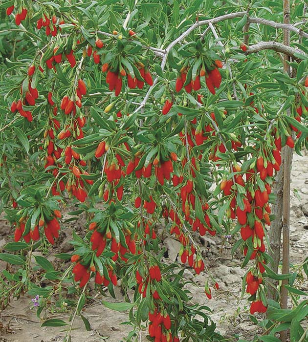 1 kpl Goji-marja