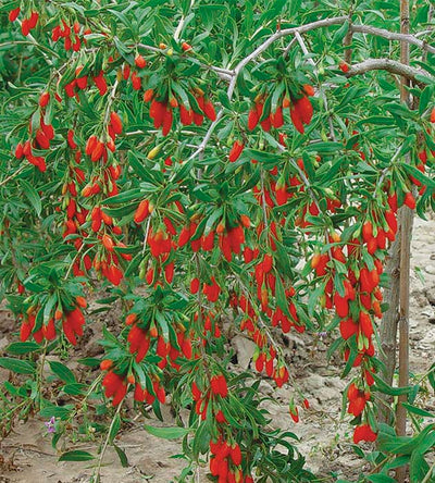 1 kpl Goji-marja