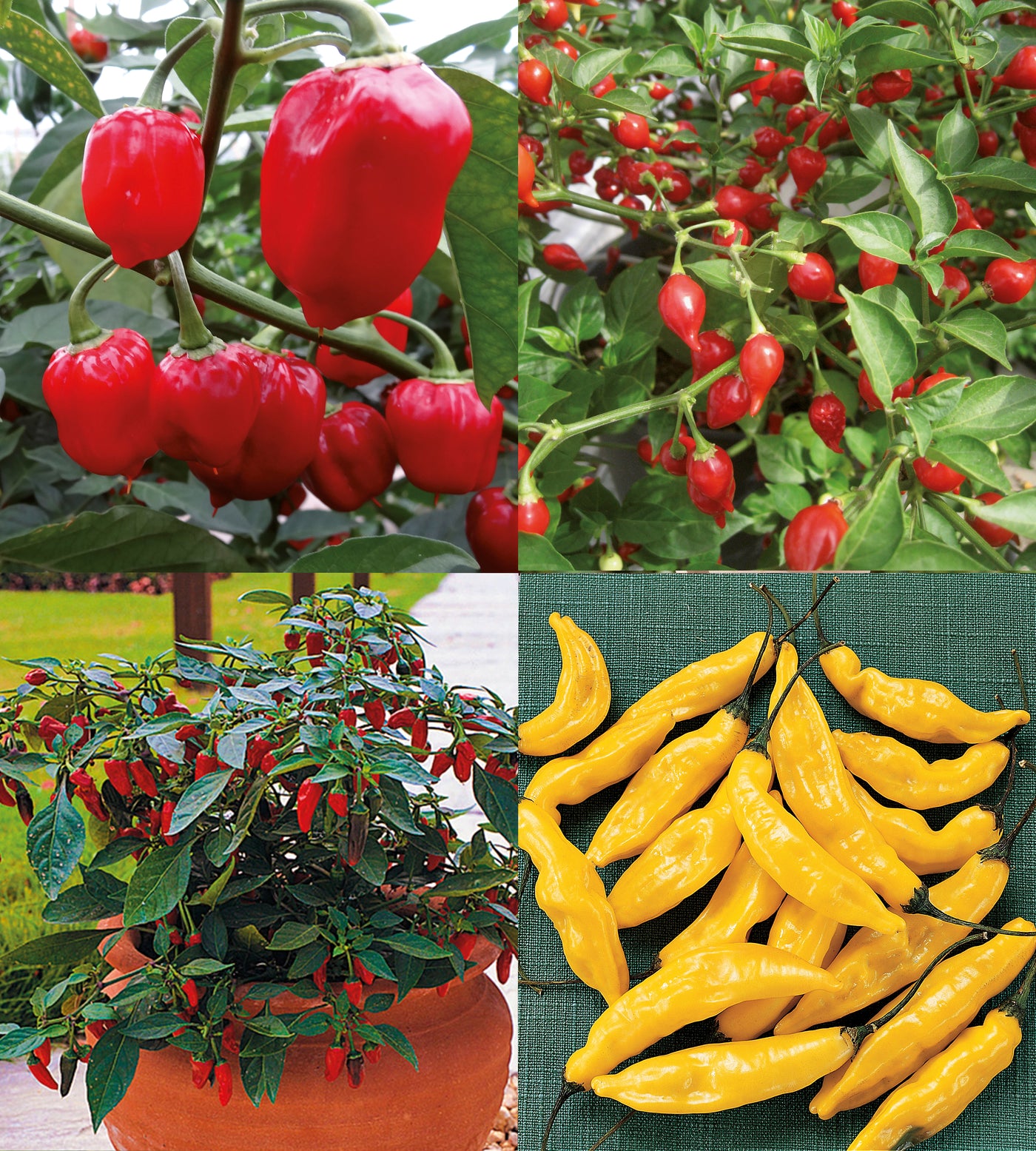 4 kpl Chili lajitelma
