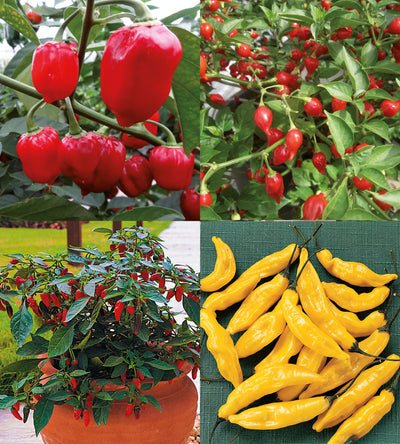 4 kpl Chili lajitelma