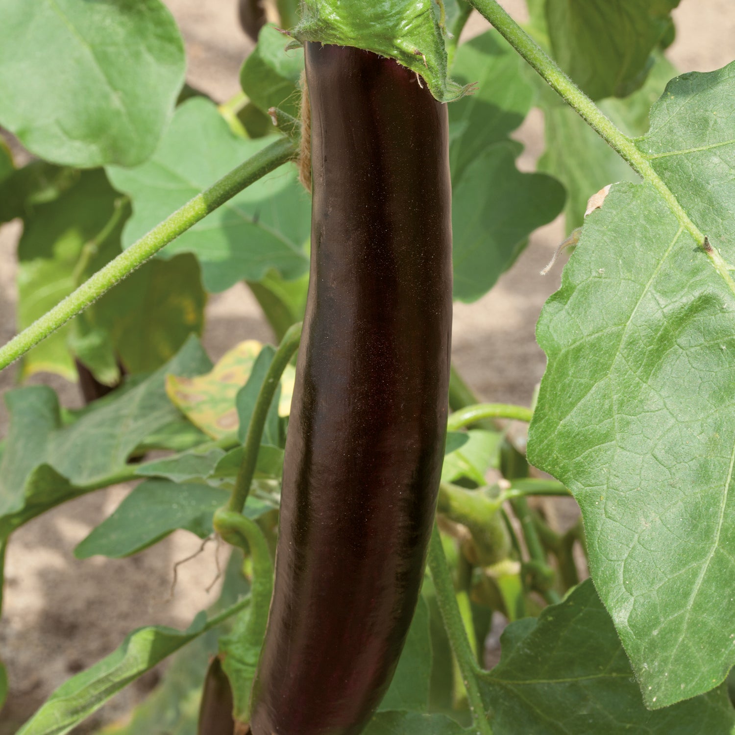 4 kpl Munakoiso 'Violet Knight'