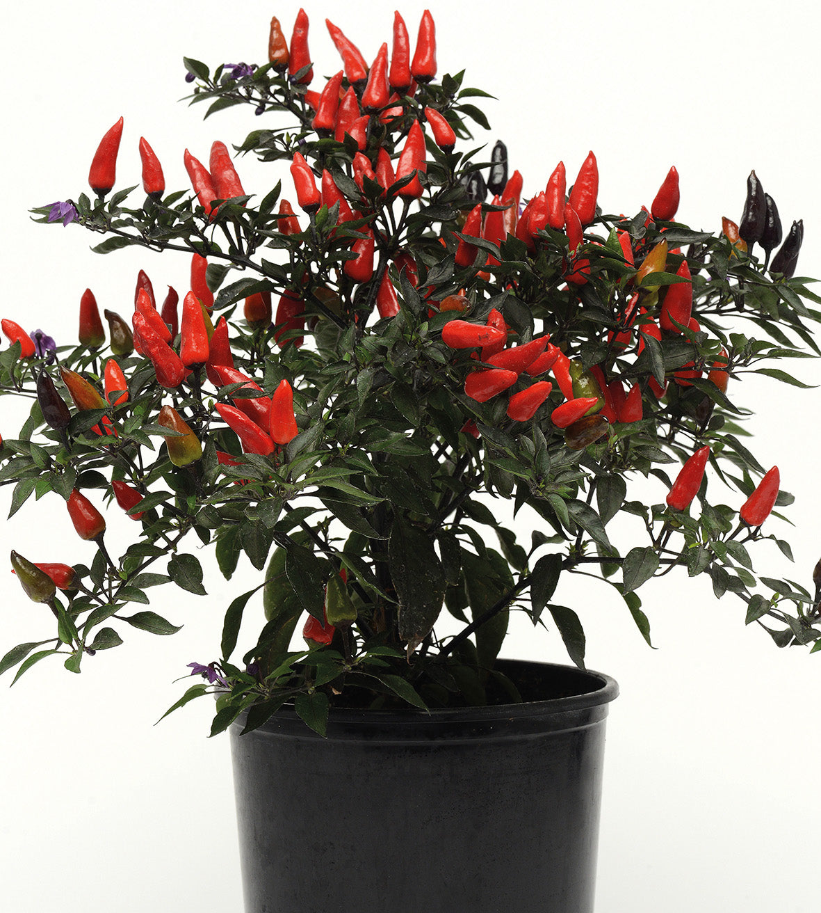 3 kpl Chili 'Nightfire'
