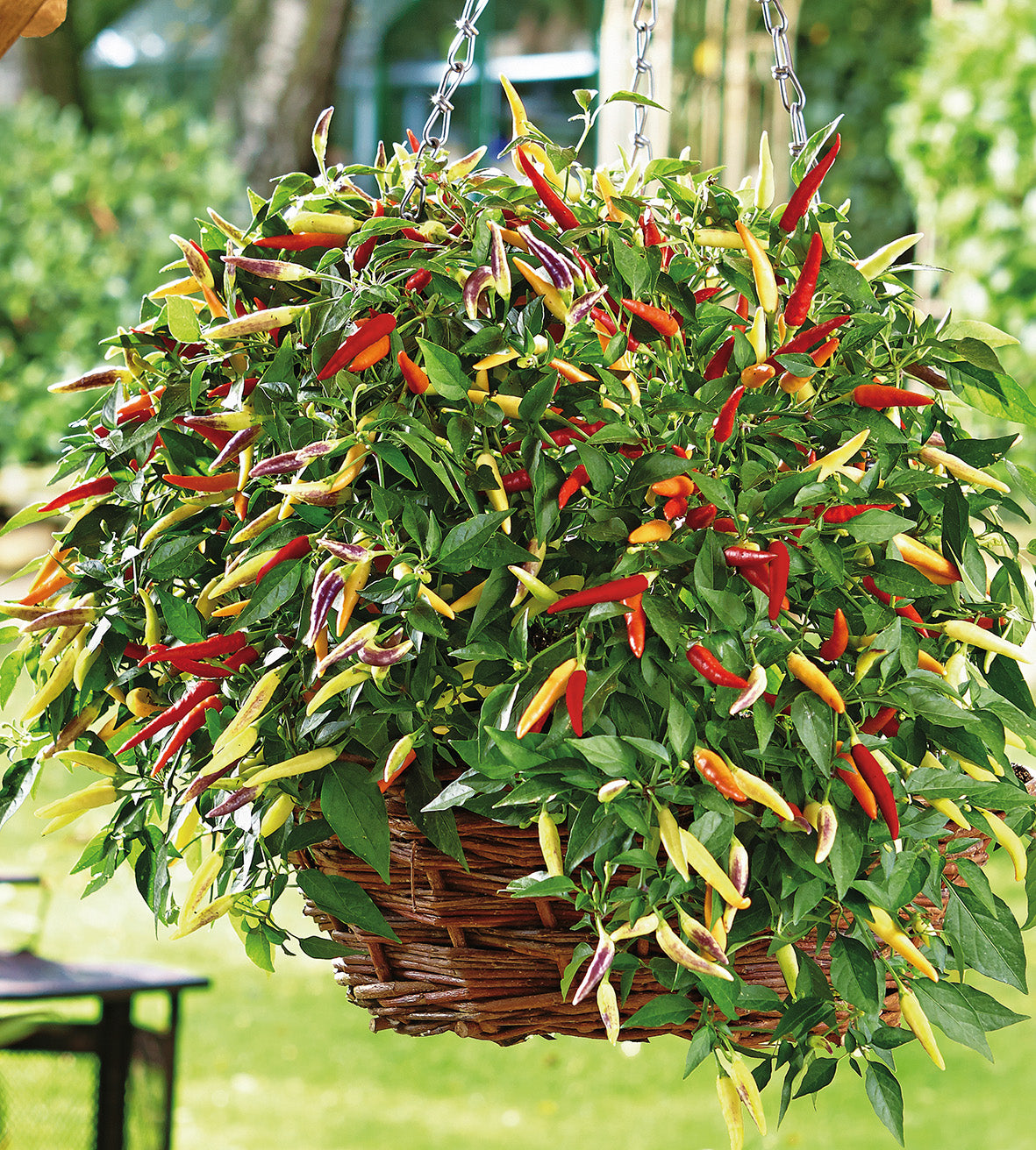 3 kpl Amppelichili 'Volante Hot Red'