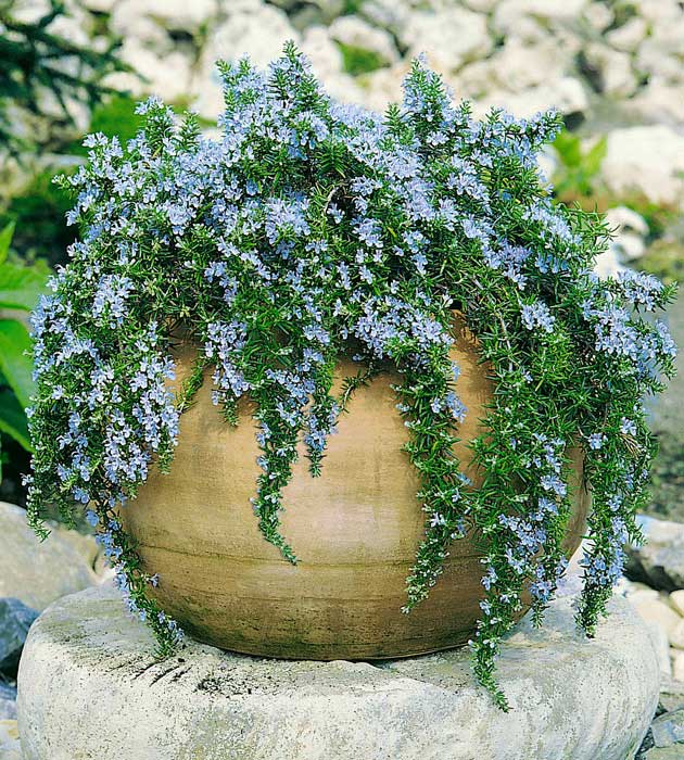 4 kpl Rosmariini 'Blue Rain'