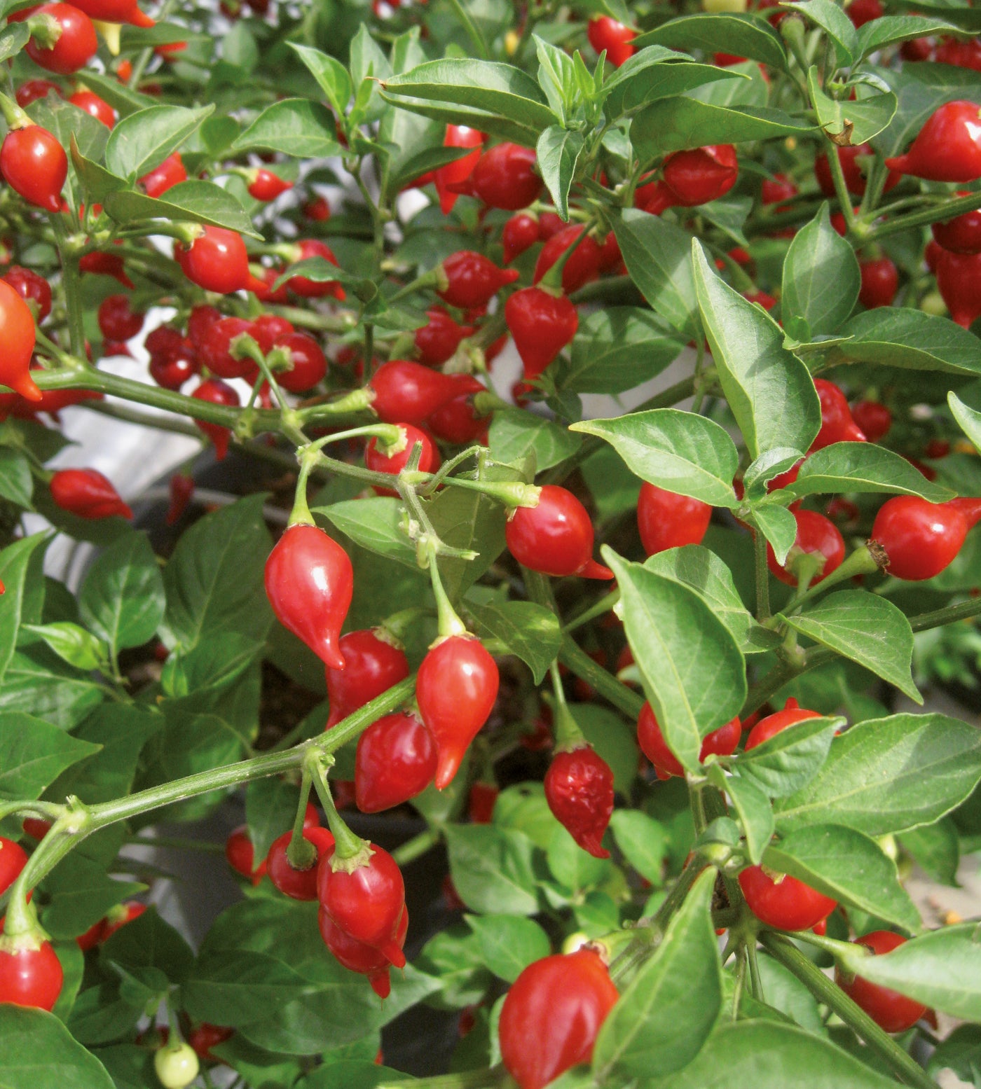 4 kpl Chili lajitelma