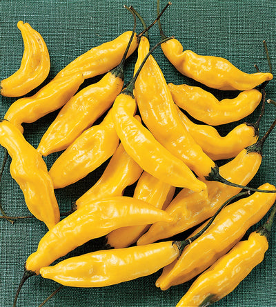 4 kpl Chili lajitelma